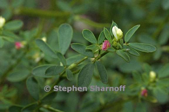 acmispon parviflorus 2 graphic